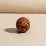 Ganesha Mukhi Rudraksha