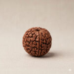 Gayatri Mahashakti 24 Mukhi Rudraksha (Nepali)