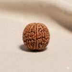 Lord Vishnu  10 Mukhi Rudraksha