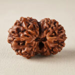 Maha Shani Rudraksha: 14 Mukhi (Indo)