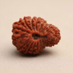 Mahakaal 22 Mukhi Rudraksha (Nepali)