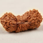 Natural 27 Mukhi Rudraksha (Saptvinshati Mukhi)