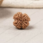 Natural Nepali 4 Mukhi Rudraksha (Char Mukhi)