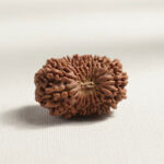 Nepali 21 Mukhi Rudraksha