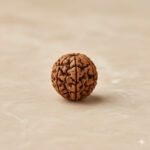 Nepali 5 Mukhi Rudraksha