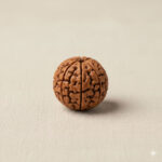Original Nepal Origin 7 Mukhi Rudraksha