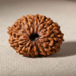 Rare Natural 18 Mukhi Rudraksha (Ashtadash Mukhi)