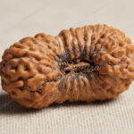 Rare Natural 26 Mukhi Rudraksha (Shadvinshati Mukhi)
