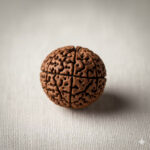 Rare Natural Nepali 13 Mukhi Rudraksha (Terah Mukhi)