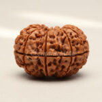 The Hari-Hara Mahashakti 25 Mukhi Rudraksha (Nepali)