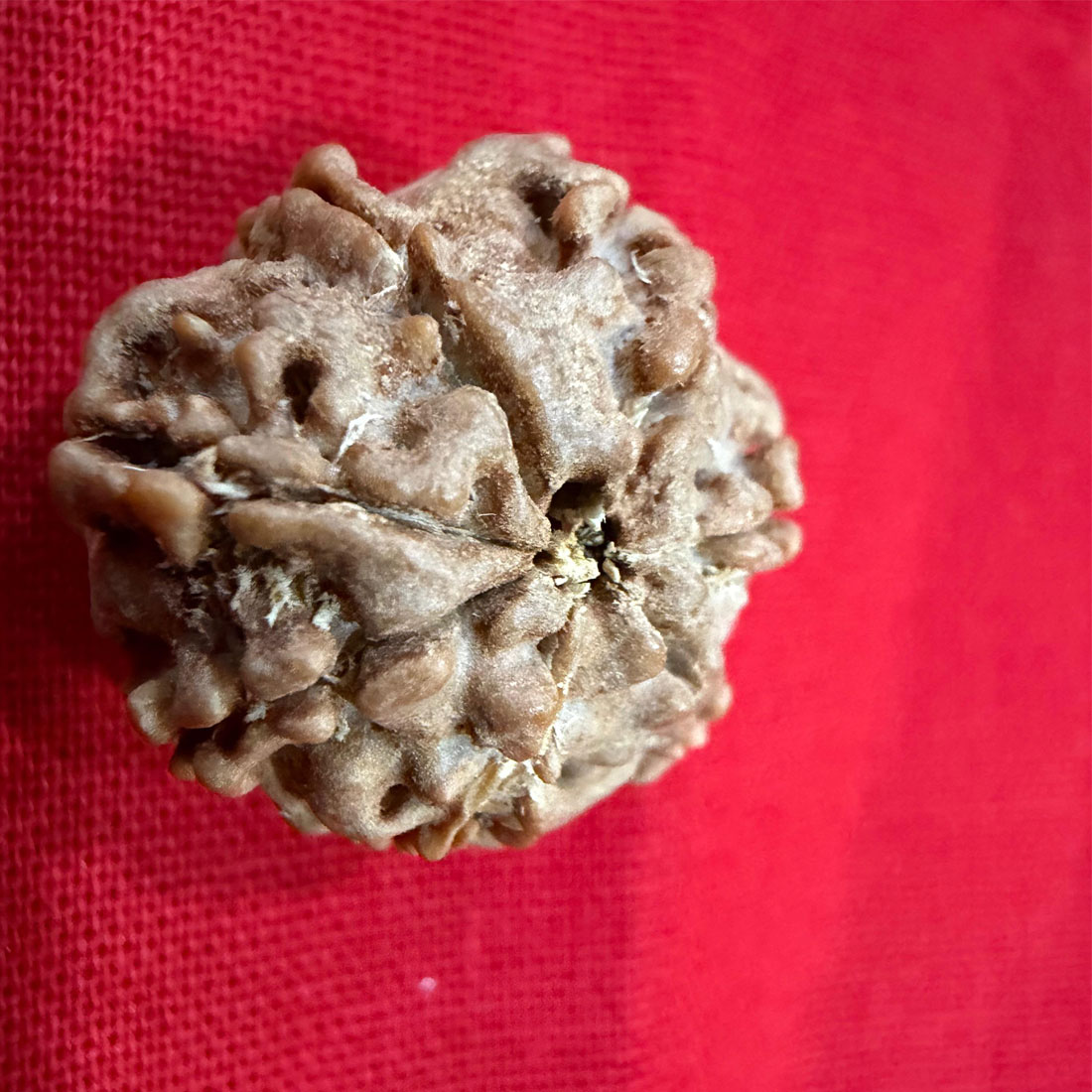 Original Nepali 7 Mukhi Rudraksha Bead - Image 2