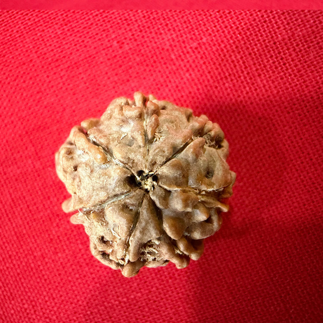 Original Nepali 7 Mukhi Rudraksha Bead - Image 4