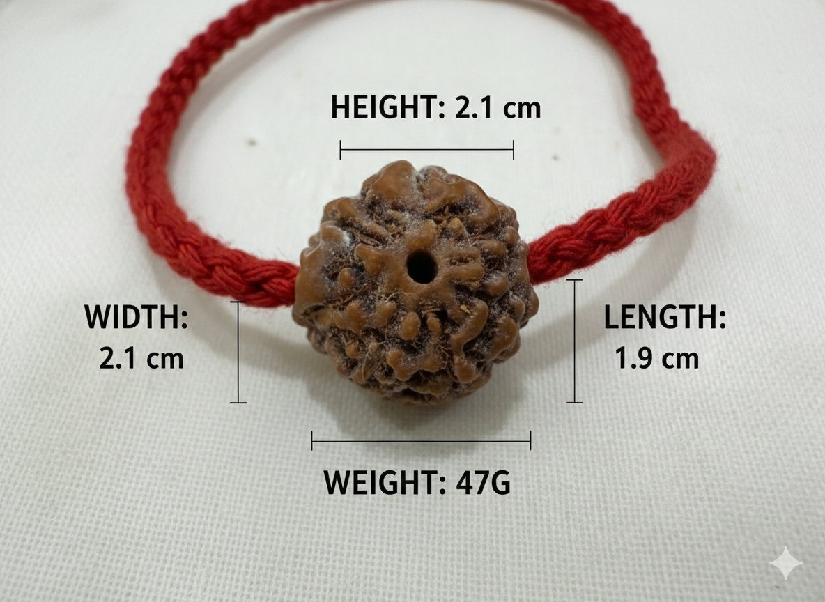 Original Nepali 7 Mukhi Rudraksha Bead - Image 11