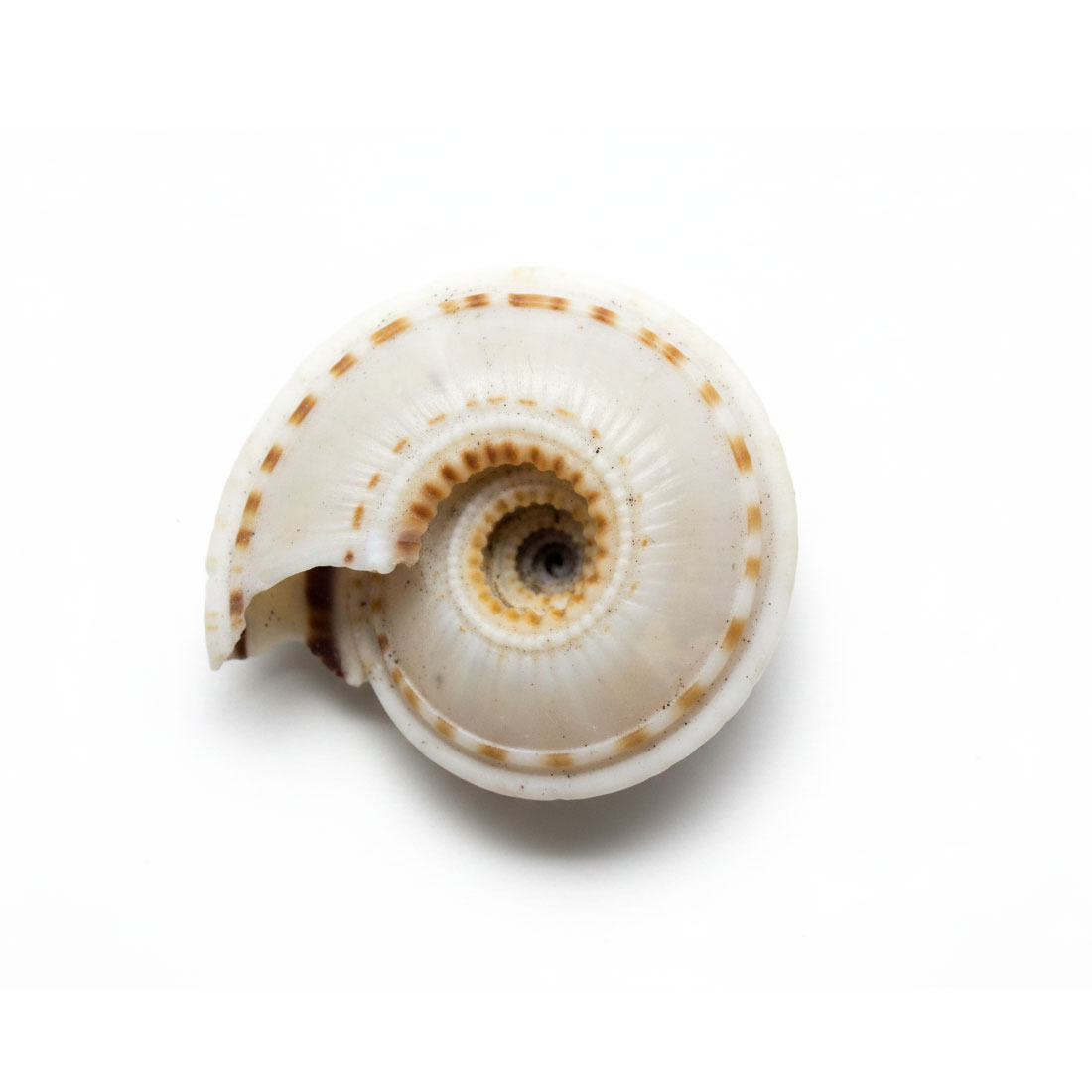 Vishnu Chakar/Chakra Conch Shell/Vishnu Sudarshan Chakra Shankh - Image 4