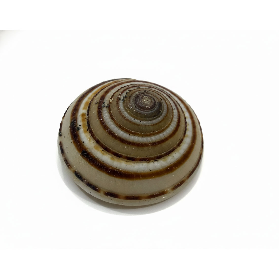 Vishnu Chakar/Chakra Conch Shell/Vishnu Sudarshan Chakra Shankh - Image 8