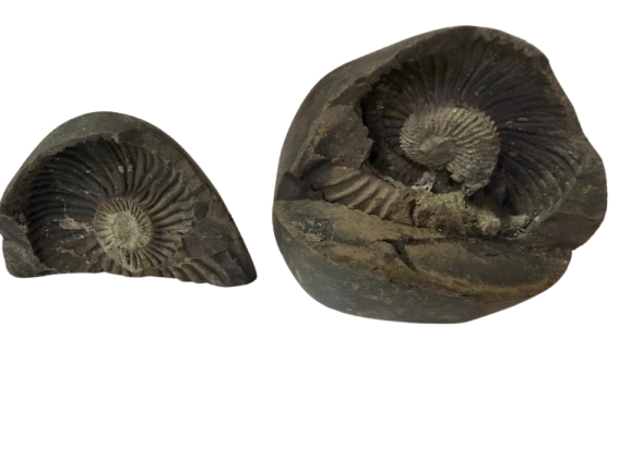 Natural Lakshmi Narayan Shaligram Shila 400–500g | Dual Chakra Vishnu Lakshmi Shila | Big Size Gandaki Nepal Original Shaligram for Puja, Vastu & Wealth - Image 2