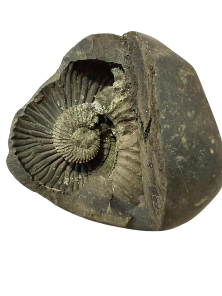 Natural Lakshmi Narayan Shaligram Shila 400–500g | Dual Chakra Vishnu Lakshmi Shila | Big Size Gandaki Nepal Original Shaligram for Puja, Vastu & Wealth - Image 3