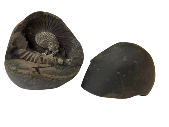 Natural Lakshmi Narayan Shaligram Shila 400–500g | Dual Chakra Vishnu Lakshmi Shila | Big Size Gandaki Nepal Original Shaligram for Puja, Vastu & Wealth - Image 8