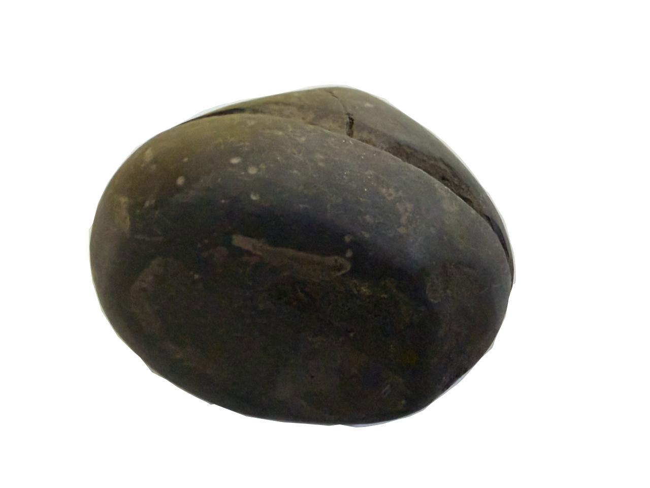 Natural Lakshmi Narayan Shaligram Shila 400–500g | Dual Chakra Vishnu Lakshmi Shila | Big Size Gandaki Nepal Original Shaligram for Puja, Vastu & Wealth - Image 15
