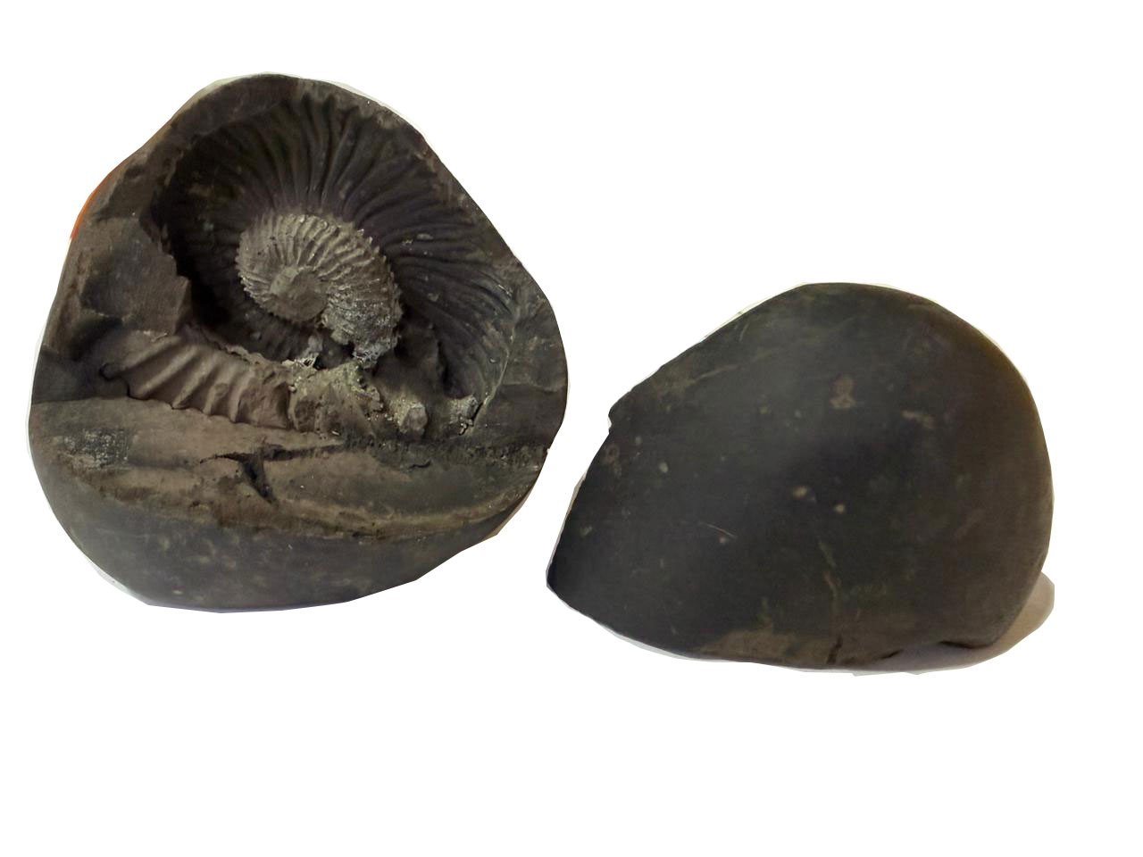 Natural Lakshmi Narayan Shaligram Shila 400–500g | Dual Chakra Vishnu Lakshmi Shila | Big Size Gandaki Nepal Original Shaligram for Puja, Vastu & Wealth - Image 16