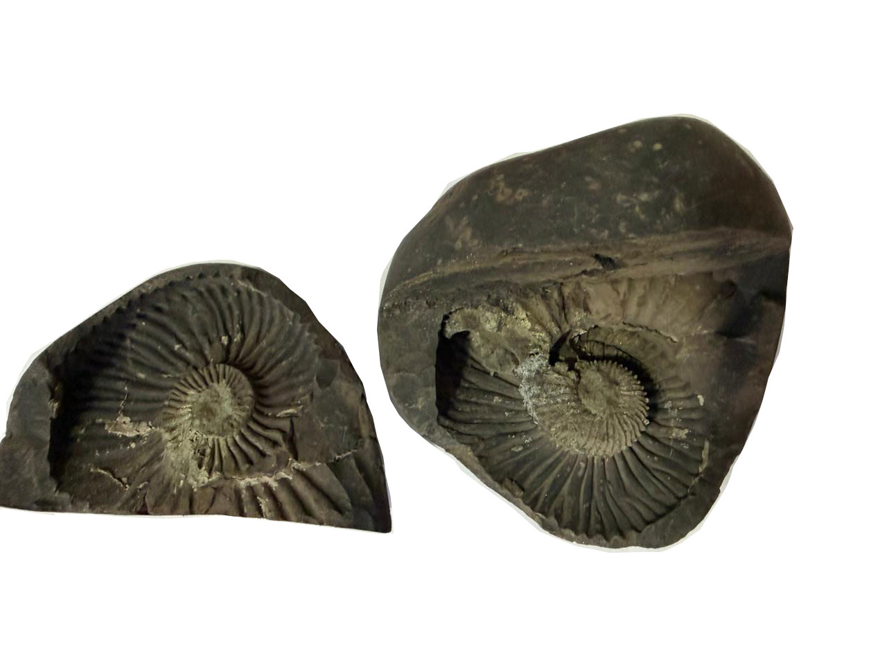 Natural Lakshmi Narayan Shaligram Shila 400–500g | Dual Chakra Vishnu Lakshmi Shila | Big Size Gandaki Nepal Original Shaligram for Puja, Vastu & Wealth - Image 18
