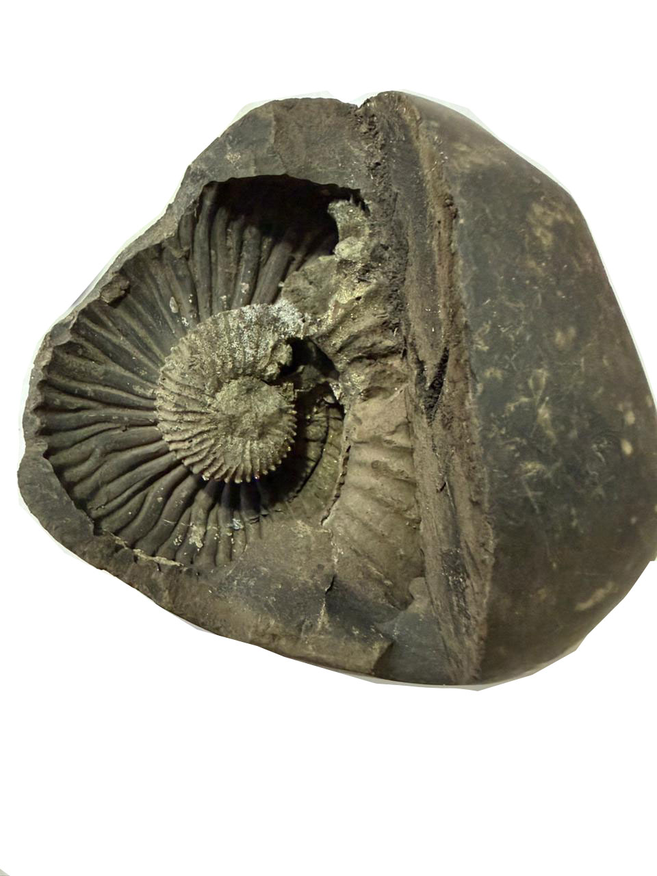 Natural Lakshmi Narayan Shaligram Shila 400–500g | Dual Chakra Vishnu Lakshmi Shila | Big Size Gandaki Nepal Original Shaligram for Puja, Vastu & Wealth - Image 20