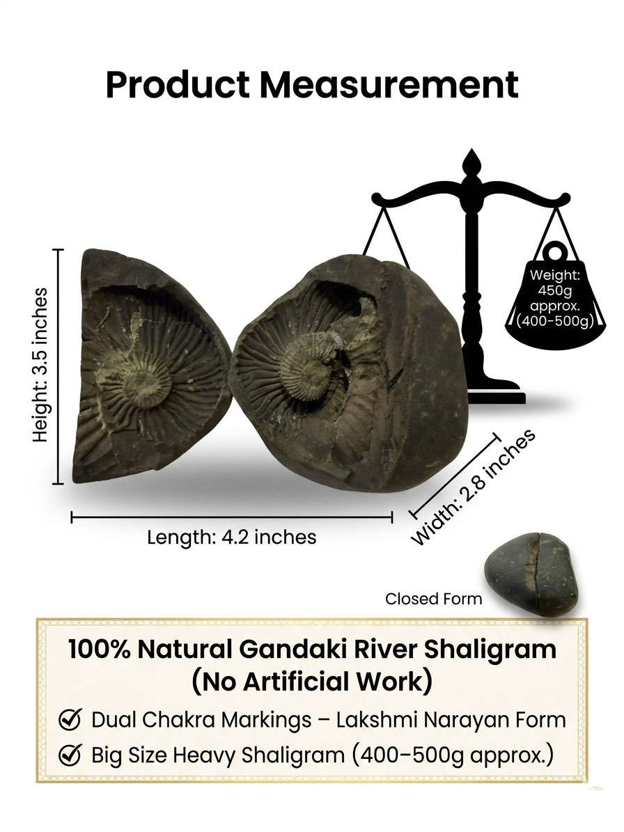 Natural Lakshmi Narayan Shaligram Shila 400–500g | Dual Chakra Vishnu Lakshmi Shila | Big Size Gandaki Nepal Original Shaligram for Puja, Vastu & Wealth - Image 22
