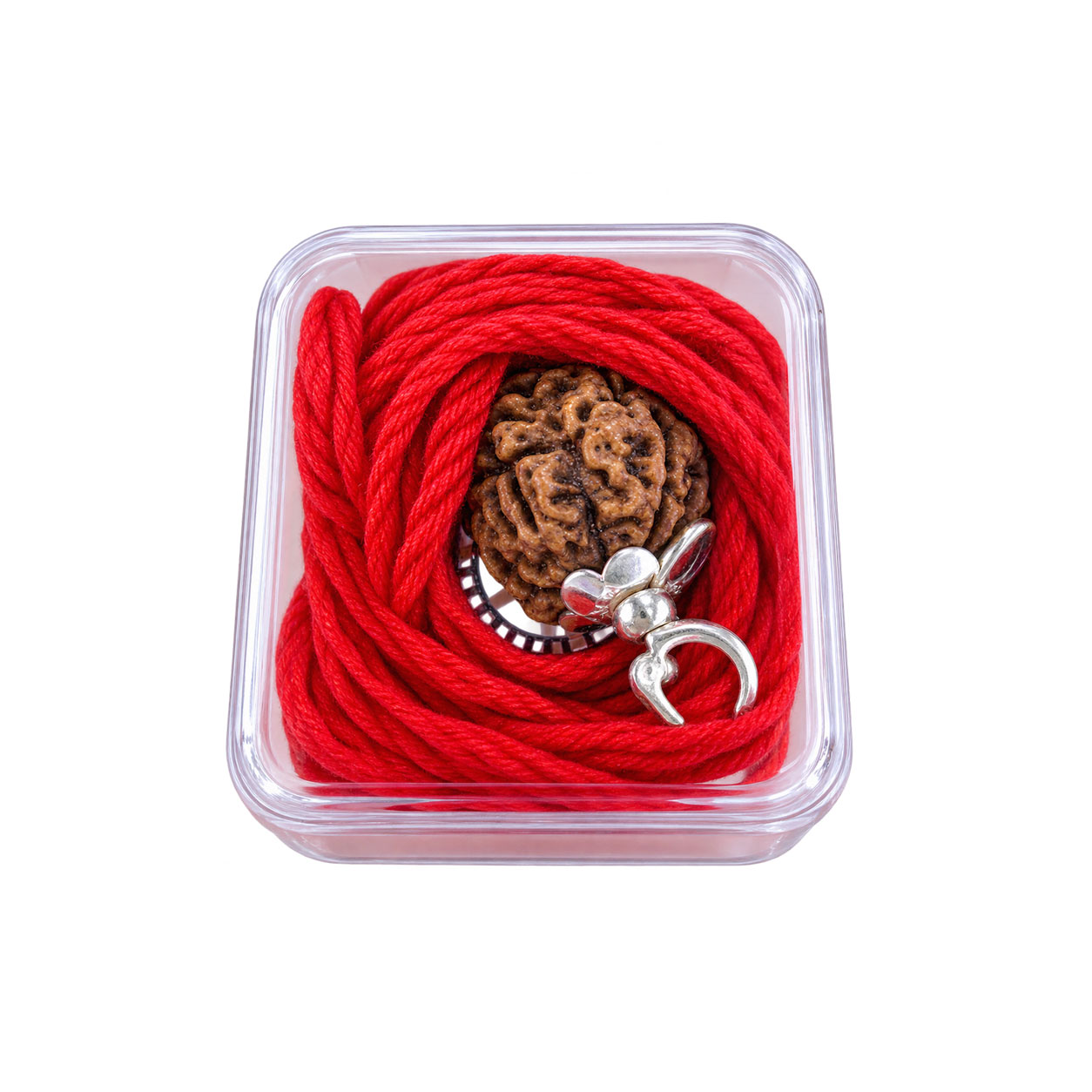4 Mukhi Rudraksha | Four-Faced Natural Rudraksha | Lord Brahma | Mercury Graha | Intelligence, Communication & Spiritual Growth - Image 4
