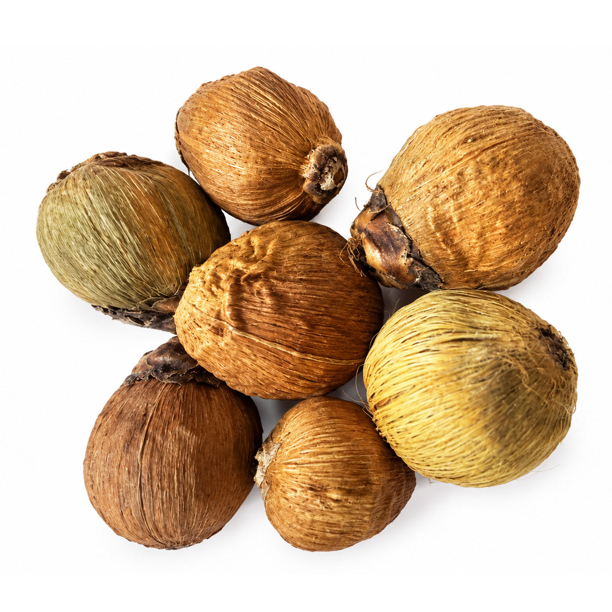 Laghu Nariyal / Laghu Shriphal Pack of 11 | Small Sacred Mini Coconut for Lakshmi Pooja, Diwali Pujan, Hindu Rituals, Vastu & Spiritual Use - Image 2
