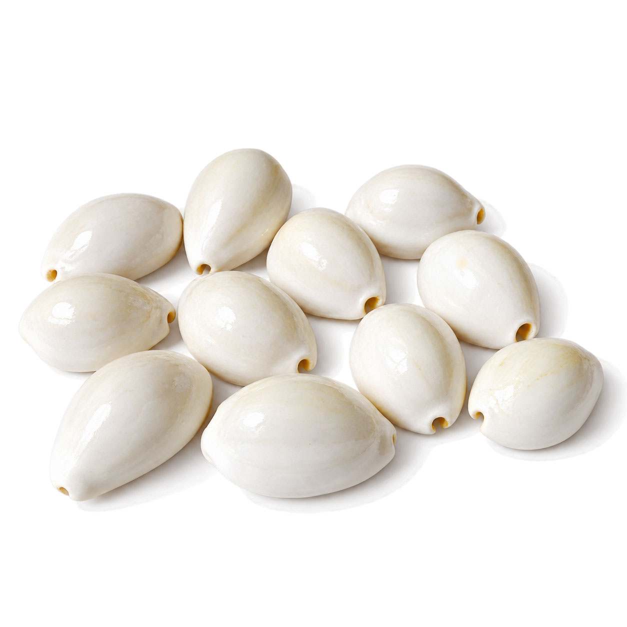 Natural White Cowrie Shells (Kaudi/Kodi) Pack of 11 | Smooth Glossy Cowrie Shells for Lakshmi Puja, Diwali Rituals, Vastu, Crafts & Decoration - Image 2